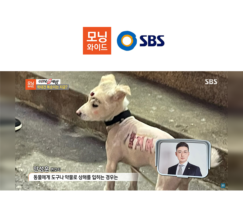 안성훈변호사, SBS 모닝와이드 동물학대법 처벌형량 관련 인터뷰 이미지